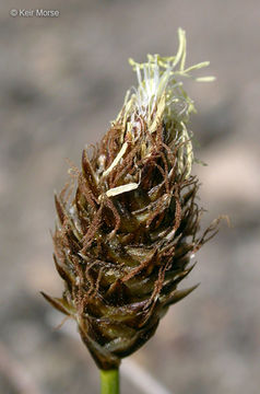 Image of Brewer's sedge