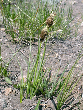 Image of Brewer's sedge