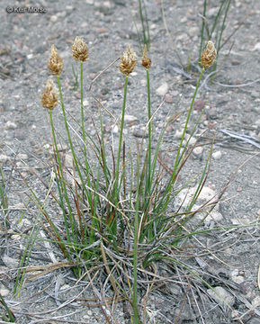 Image of Brewer's sedge