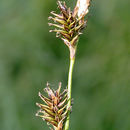 Image de Carex luzulina var. ablata (L. H. Bailey) F. J. Herm.