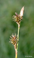 Image de Carex luzulina var. ablata (L. H. Bailey) F. J. Herm.