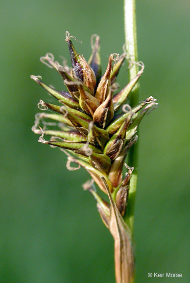 Image de Carex luzulina var. ablata (L. H. Bailey) F. J. Herm.