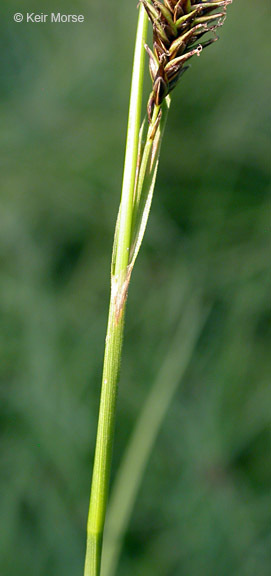 Image de Carex luzulina var. ablata (L. H. Bailey) F. J. Herm.