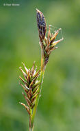 Image de Carex luzulina var. ablata (L. H. Bailey) F. J. Herm.