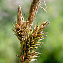 Carex luzulina var. ablata (L. H. Bailey) F. J. Herm. resmi