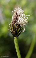 Image of black alpine sedge