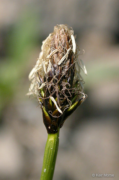 Image of black alpine sedge