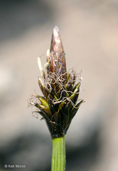 Image of black alpine sedge