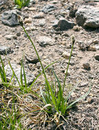 Image of black alpine sedge