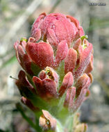 Image of cobwebby Indian paintbrush