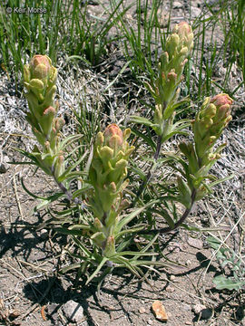 Image of cobwebby Indian paintbrush