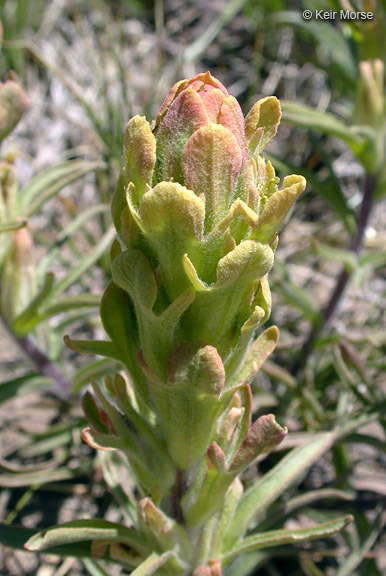 Image of cobwebby Indian paintbrush