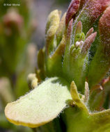 Image of cobwebby Indian paintbrush