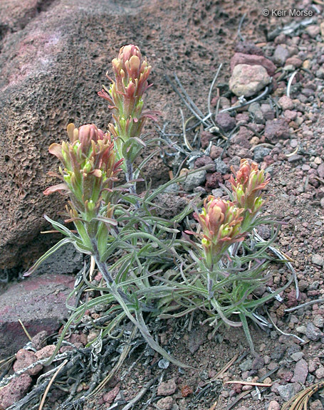 Image of cobwebby Indian paintbrush