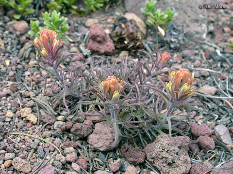 Image of cobwebby Indian paintbrush