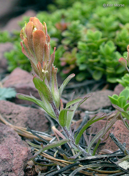 Image of cobwebby Indian paintbrush