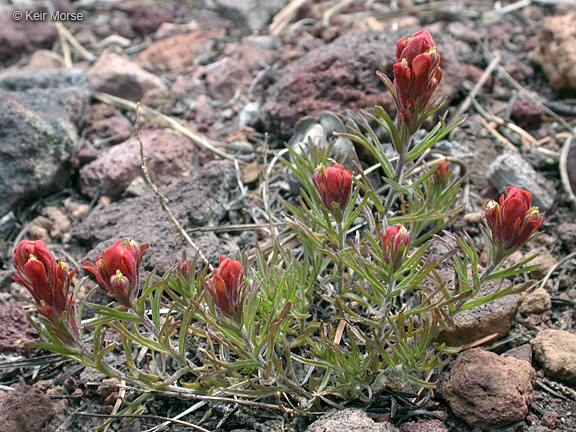 Image of cobwebby Indian paintbrush