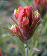 Image of cobwebby Indian paintbrush