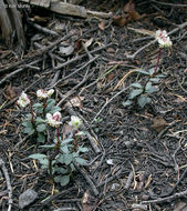 Image of little prince's pine