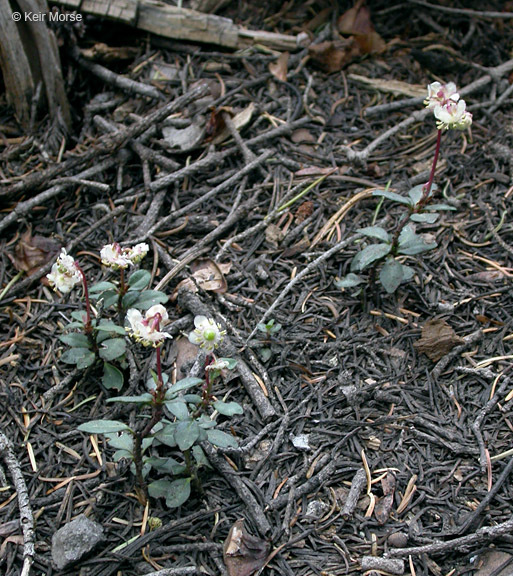 Image of little prince's pine