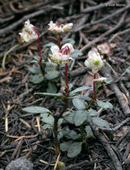 Image of little prince's pine