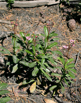 Image of pipsissewa