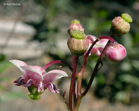 Image of pipsissewa