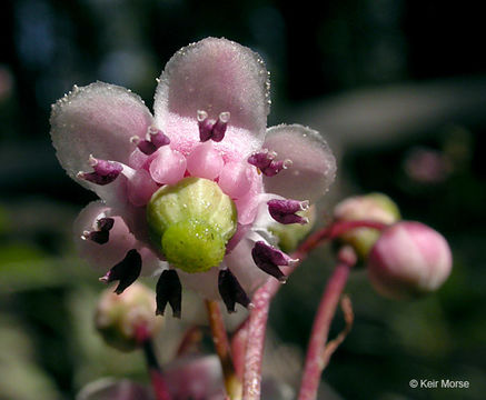 Image of pipsissewa