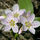 Sivun Claytonia lanceolata Pursh kuva