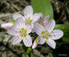 Image of lanceleaf springbeauty