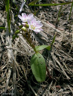 Слика од Claytonia lanceolata Pursh