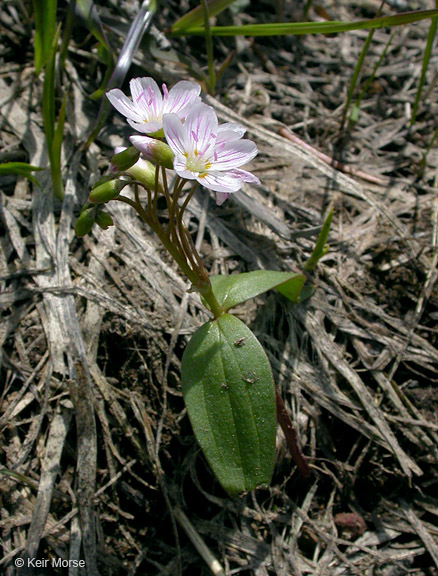 Слика од Claytonia lanceolata Pursh