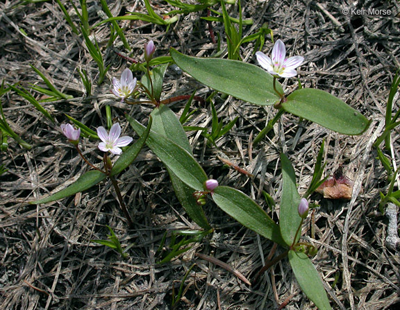 Слика од Claytonia lanceolata Pursh