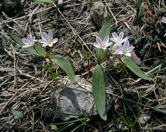 Слика од Claytonia lanceolata Pursh