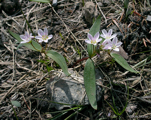 Слика од Claytonia lanceolata Pursh