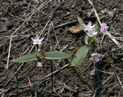 Слика од Claytonia lanceolata Pursh