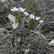 Слика од Claytonia lanceolata Pursh