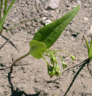 Слика од Claytonia lanceolata Pursh