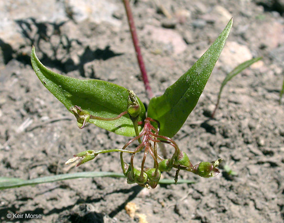 Слика од Claytonia lanceolata Pursh