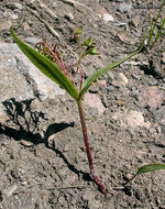 Слика од Claytonia lanceolata Pursh