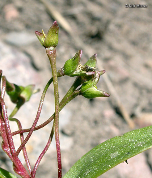 Слика од Claytonia lanceolata Pursh