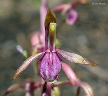 Corallorhiza mertensiana Bong.的圖片