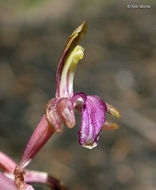 Corallorhiza mertensiana Bong.的圖片