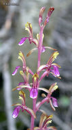 Corallorhiza mertensiana Bong.的圖片