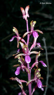 Corallorhiza mertensiana Bong.的圖片