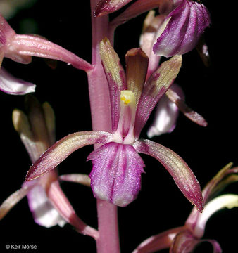 Image of Pacific coralroot