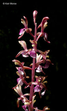 Image of Pacific coralroot