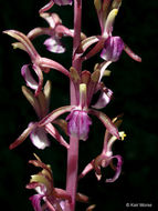 Corallorhiza mertensiana Bong.的圖片