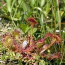 Image of Common Sundew