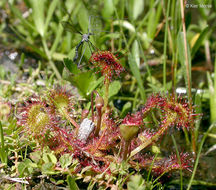 Image of Common Sundew